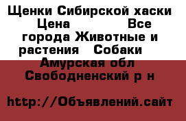 Щенки Сибирской хаски › Цена ­ 18 000 - Все города Животные и растения » Собаки   . Амурская обл.,Свободненский р-н